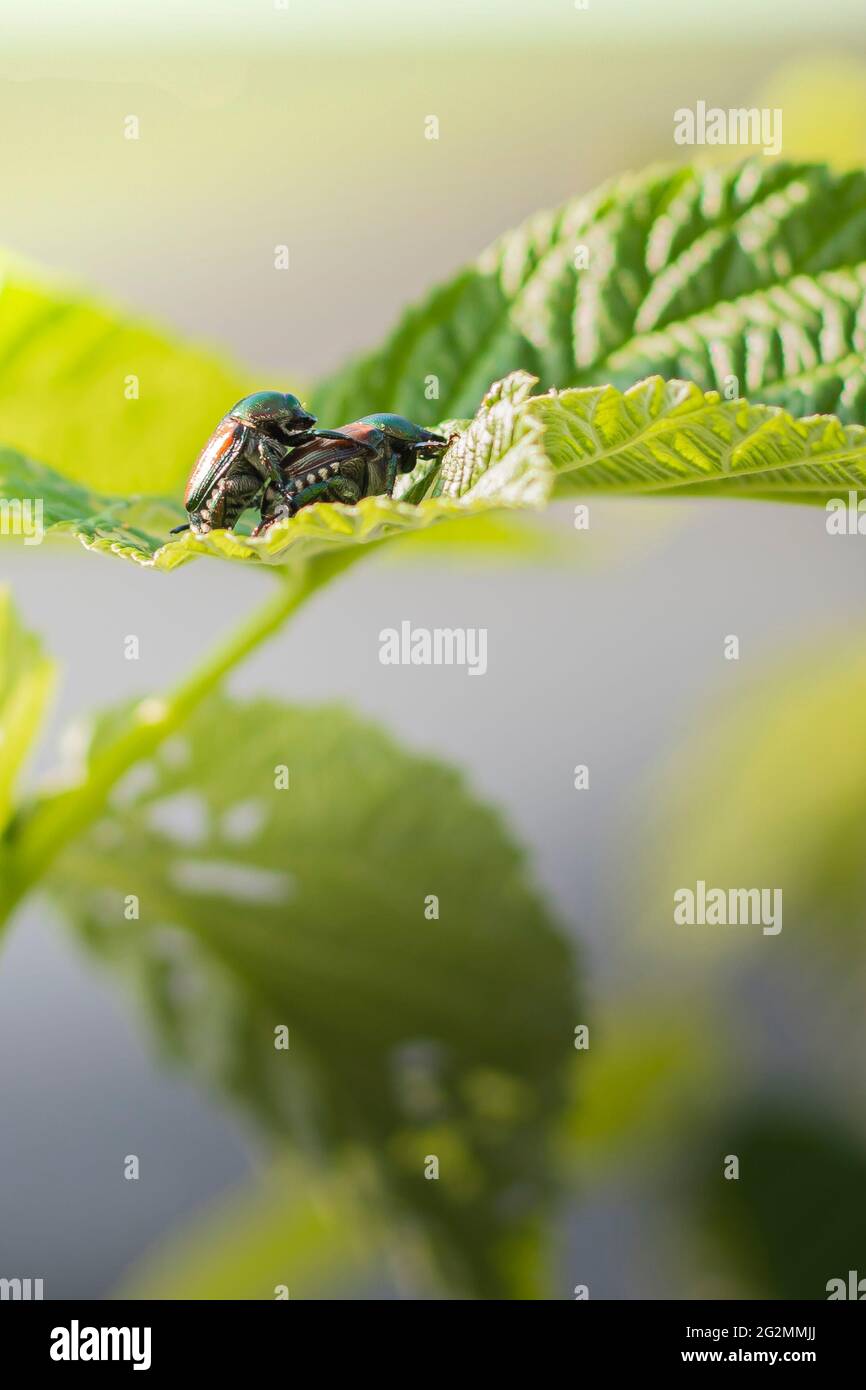 Two adult japanese beetles (popillia japonica), a widespread invasive plant pest, mating on a raspberry plant with skeletonized leaves. Background wit Stock Photo