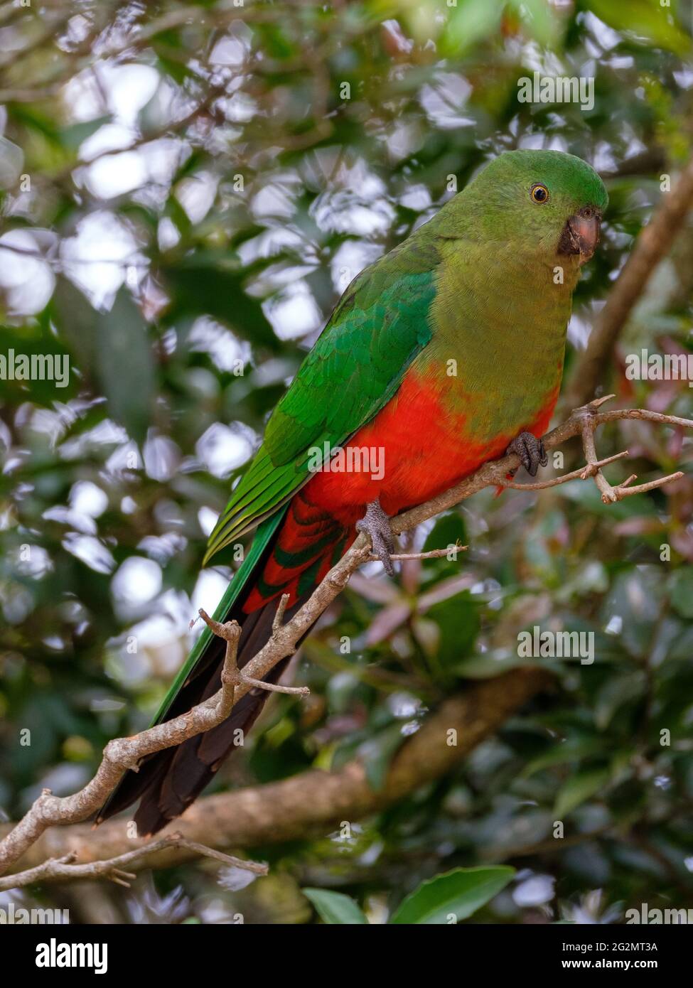 O'Reilly's Rainforest Retreat, Green Mountains National Park ...