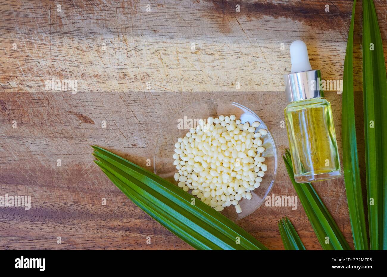 Organic Candelilla Wax in Chemical Watch Glass, Yellow cosmetic color (oil)  and broadleaf lady palm leaf on wooden background. (Top View Stock Photo -  Alamy