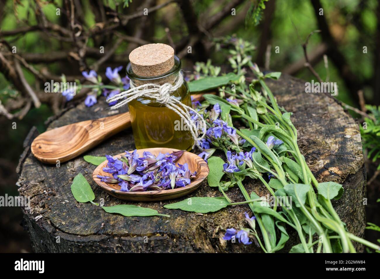 Sage blossoms and leaves on olive wood Stock Photo Alamy