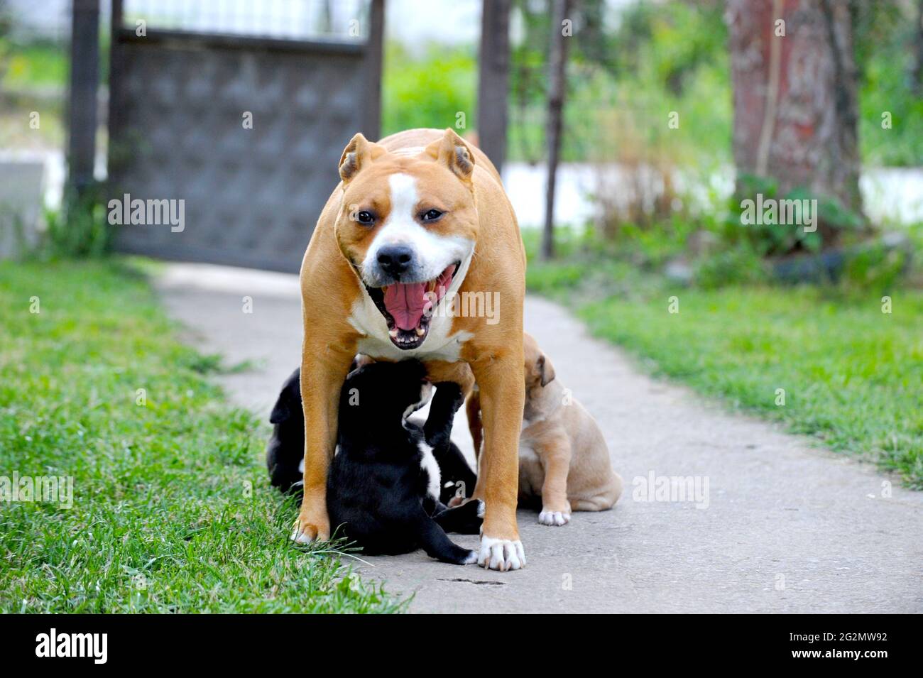 American staffordshire Dog feed her puppies Stock Photo Alamy