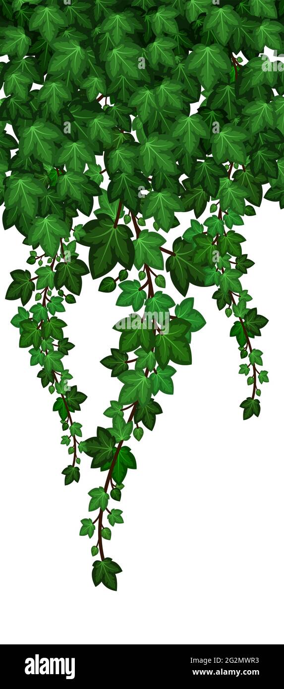 Ivy foliage pattern on white background. Green ivy leaves and hanging branches, natural plant wall. Vector illustration Stock Vector