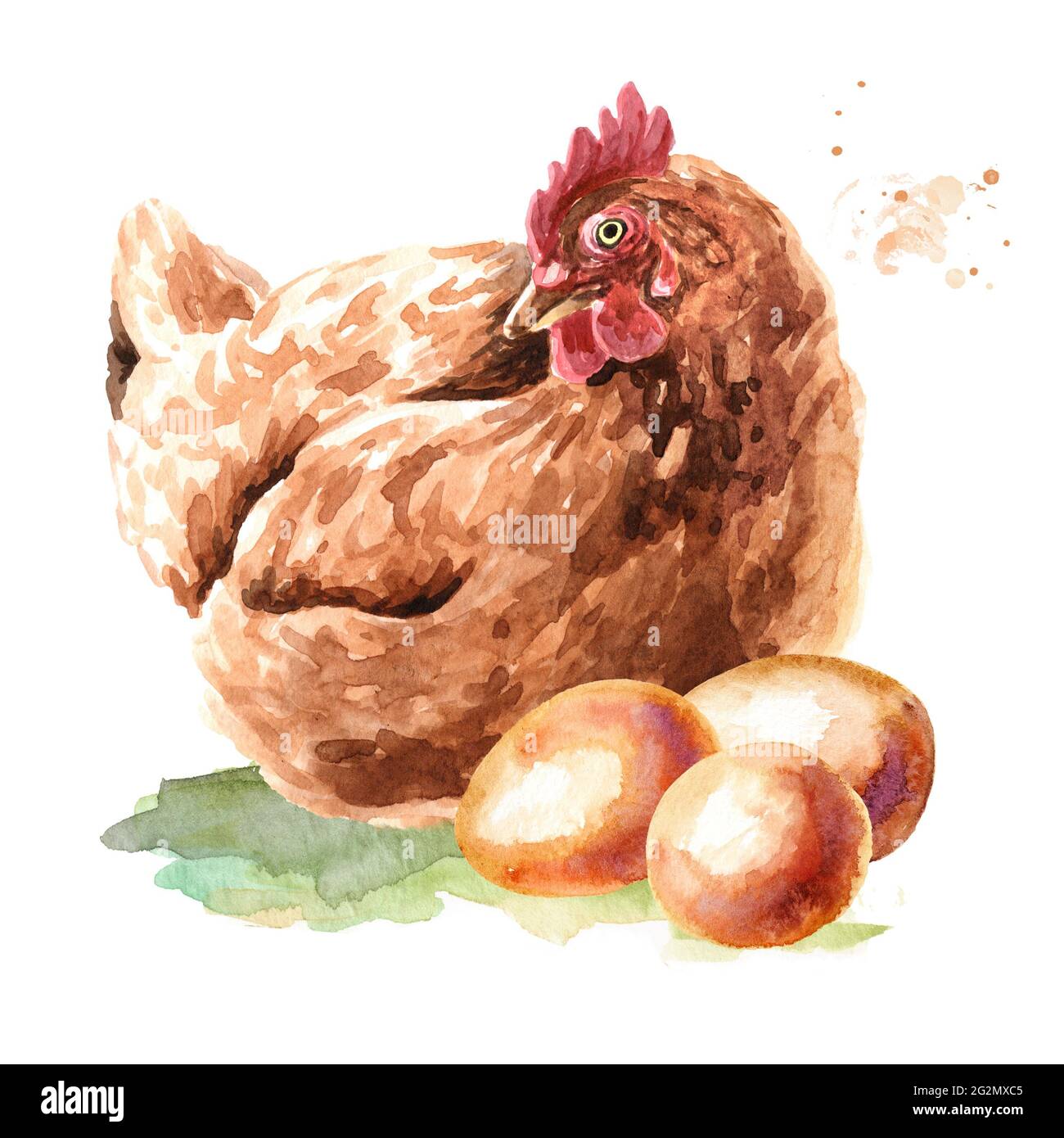 Hen Near The Eggs Hand Drawn Watercolor Illustration Isolated On White Background Stock Photo 