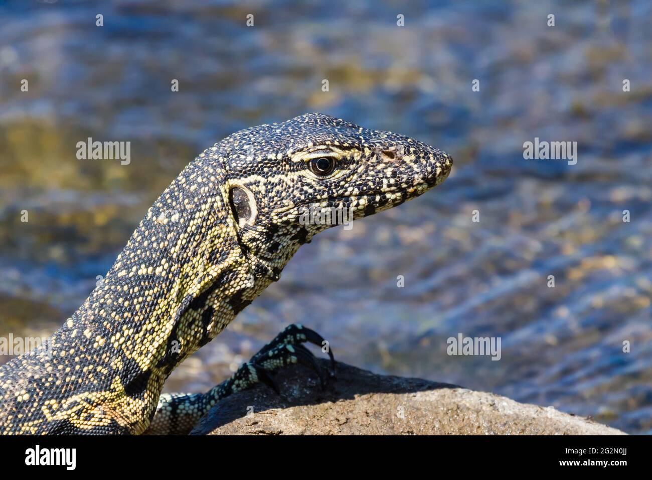 Nile water monitor lizard (Varanus niloticus) head closeup sitting on a rock in Kruger National Park, South Africa with blurred background Stock Photo