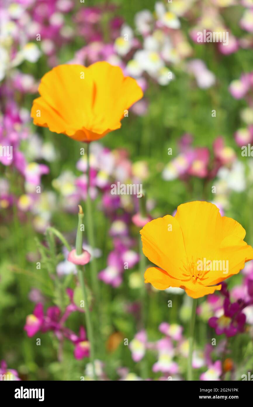 Wild flowers in Greenwich Park Stock Photo