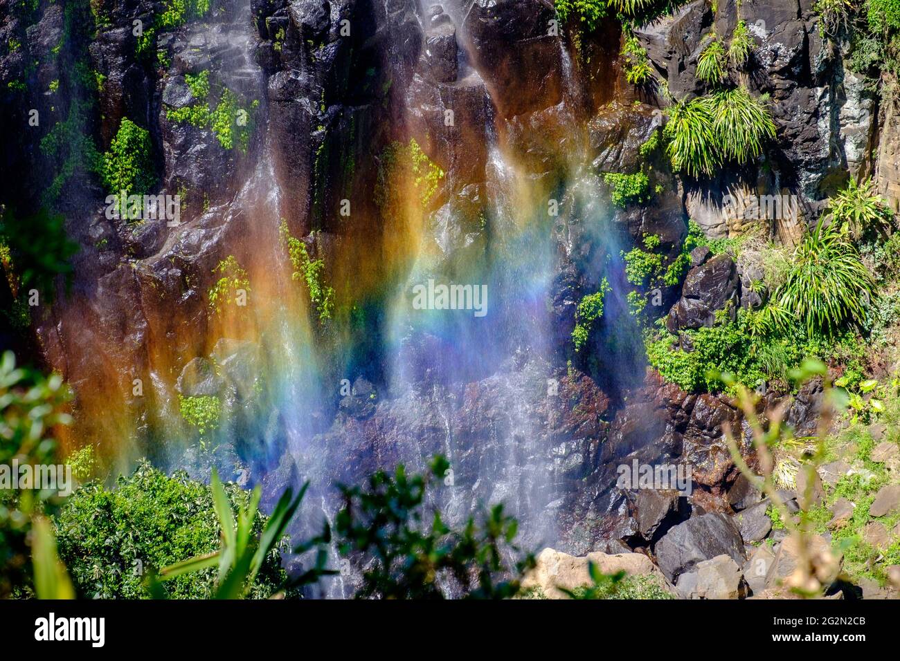 O'Reilly's Rainforest Retreat, Green Mountains National Park - Moran Falls walk Stock Photo