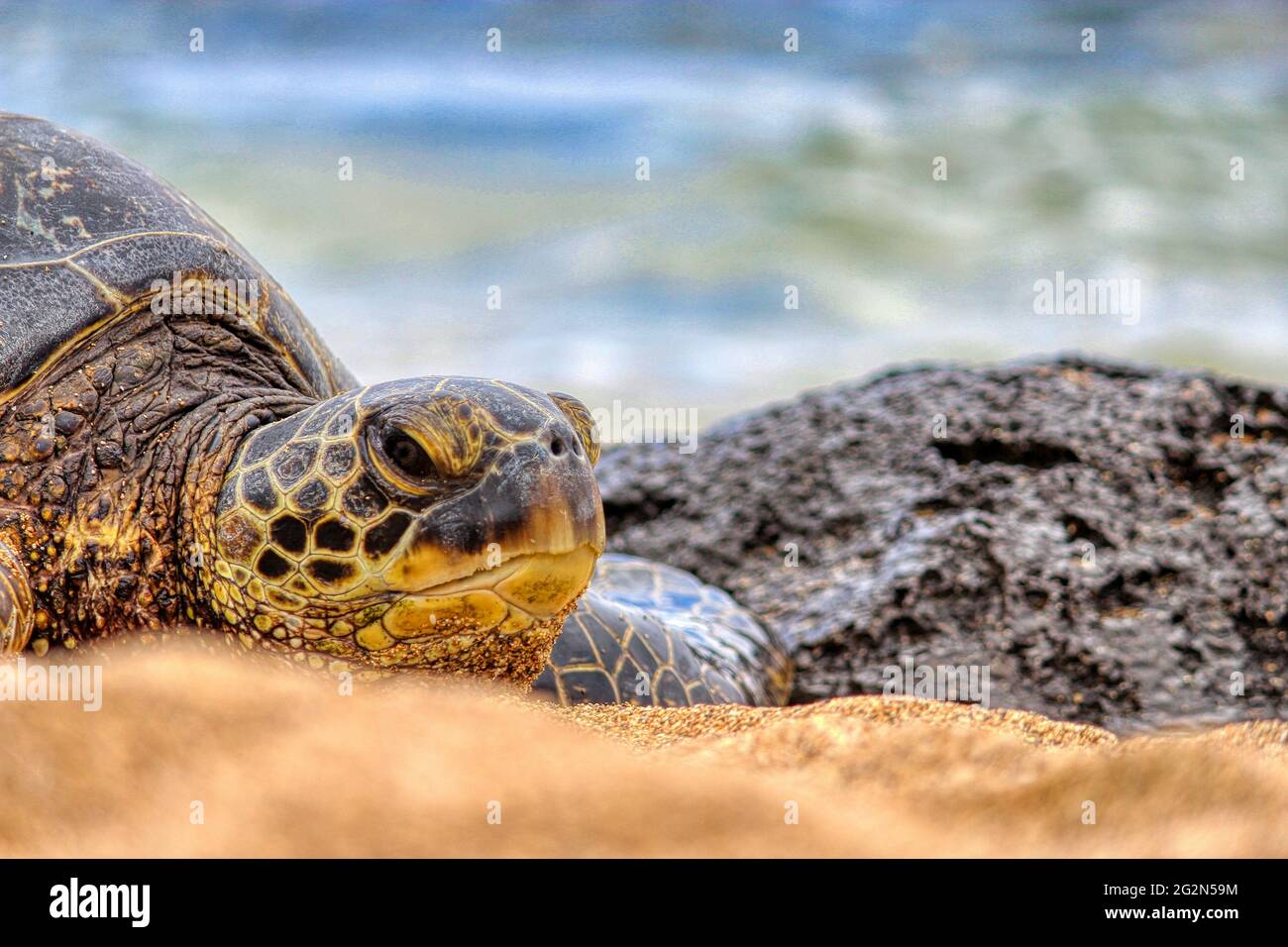 Green Sea Turtle (Honu) sun bathing in Maui, Hawaii Stock Photo