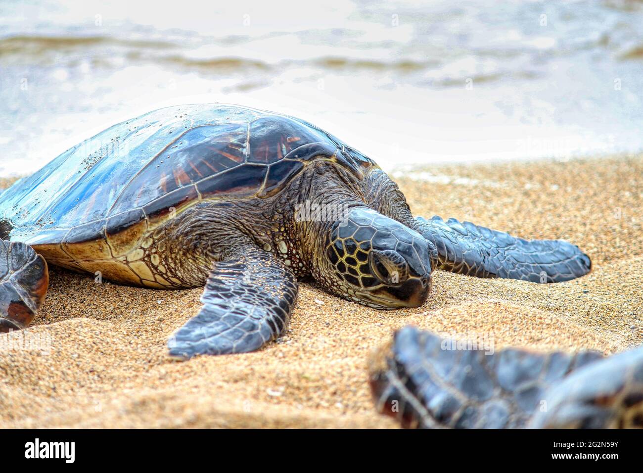 Young green sea turtle sunbathing in Maui, Hawaii Stock Photo