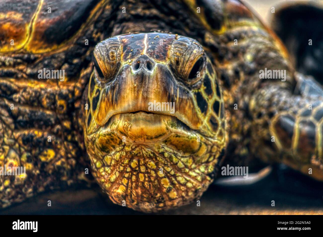 Grumpy old man - green sea turtle (honu) in Maui Hawaii Stock Photo