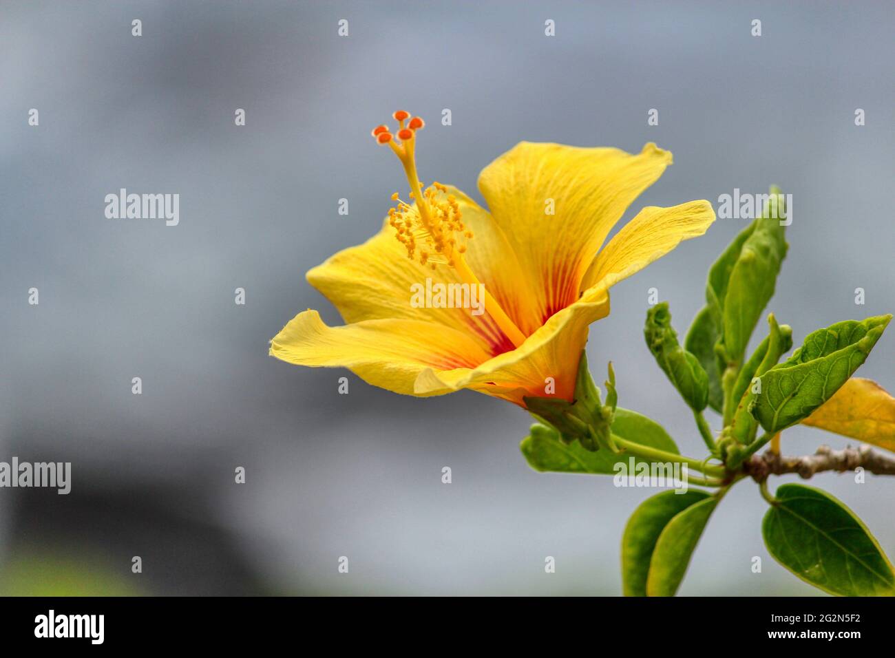 Yellow Hawaiian Hibiscus Flower Stock Photo