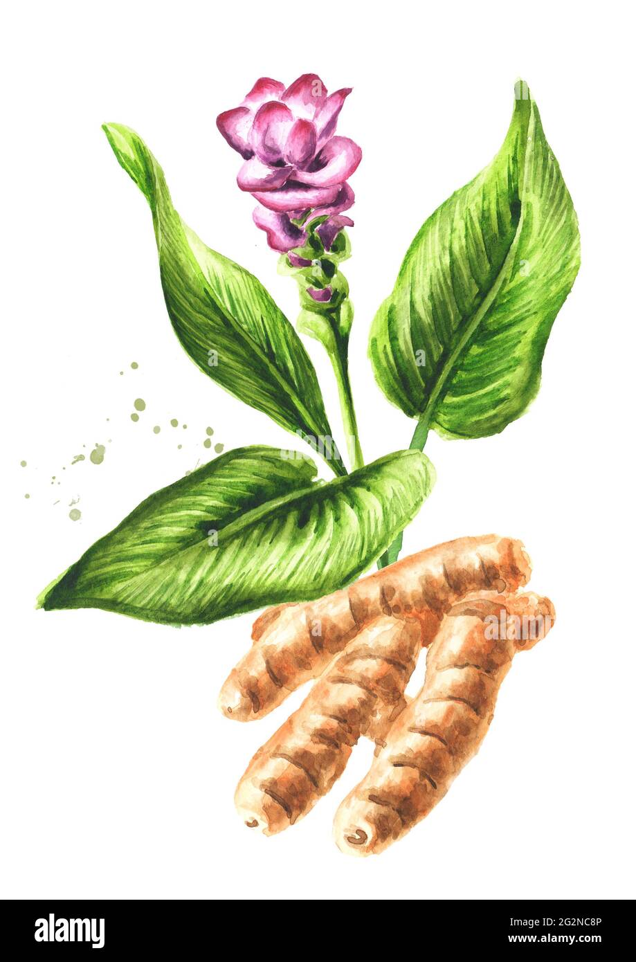 Turmeric Plant. Hand Drawn Sketch Spice Root Vegetable Vector Illustration.  Natural Food Doodle Isolated Stock Vector | Adobe Stock
