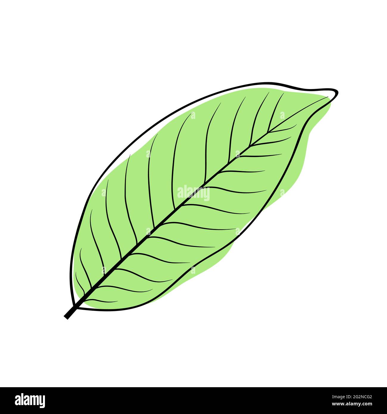Green bay leaf. Vector laurel leaf icon Stock Vector