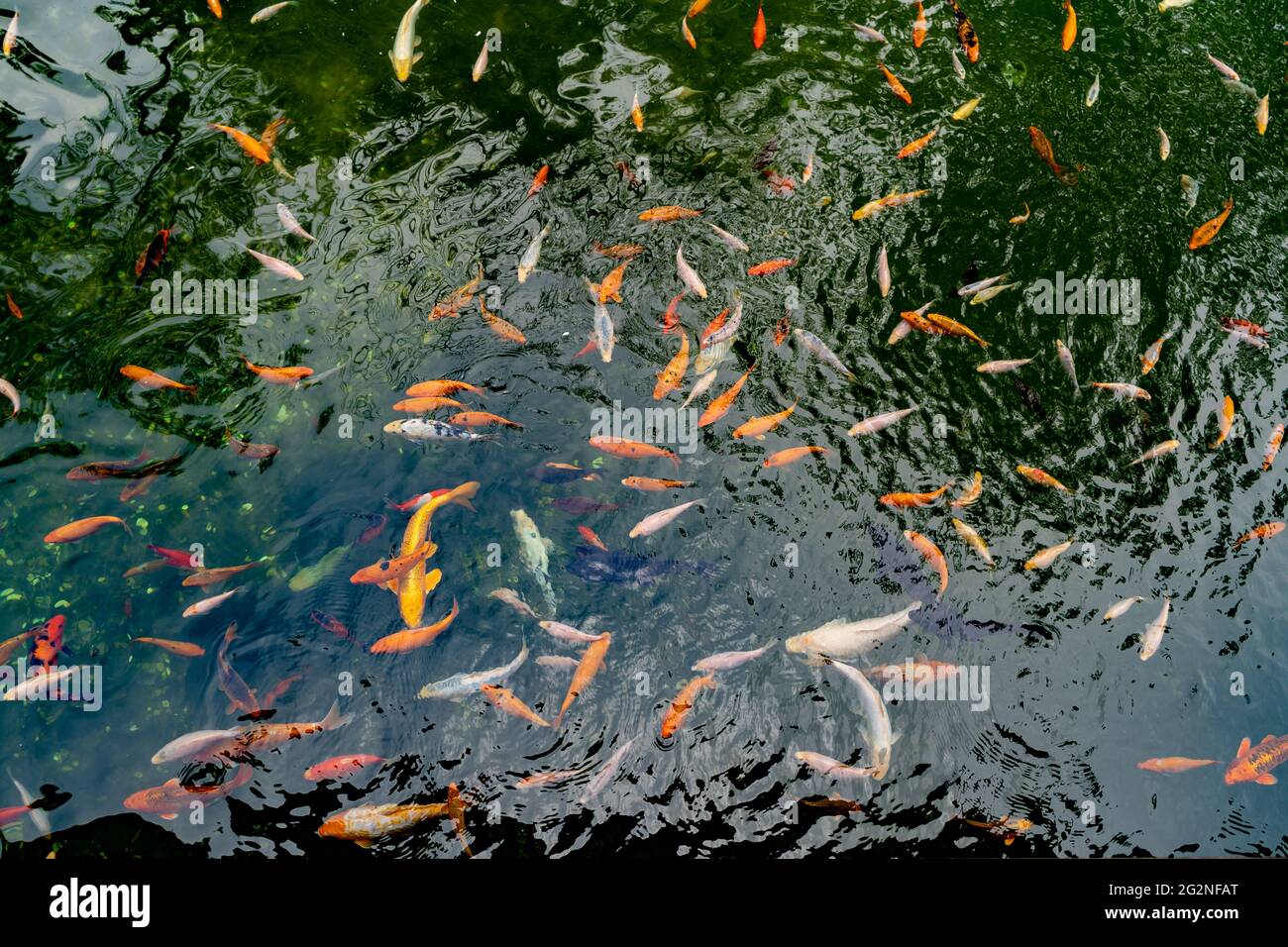 Pond with carps top view. Many colorful fish of different sizes