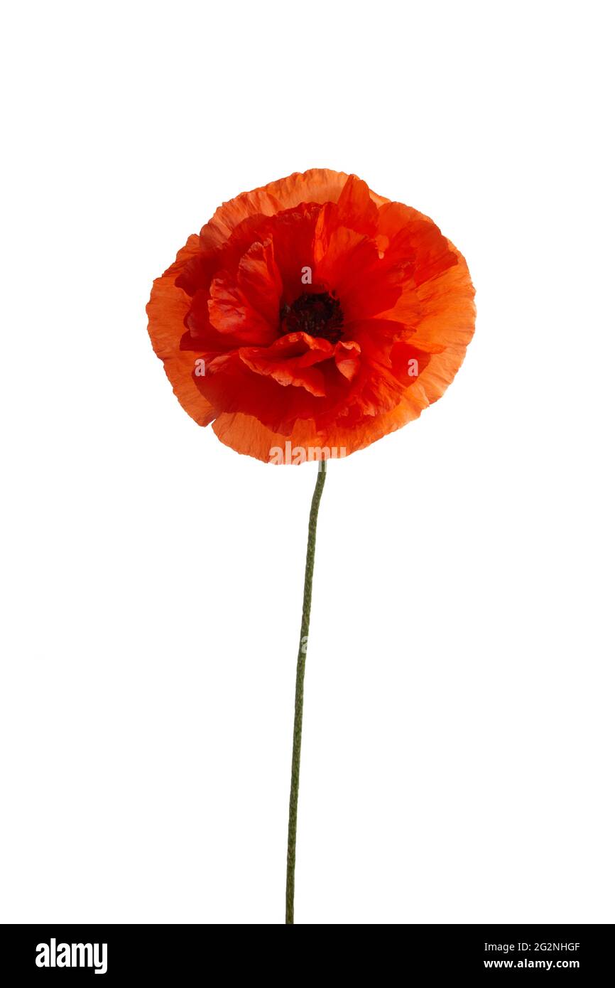 Bright red poppy flower isolated on white background Stock Photo - Alamy
