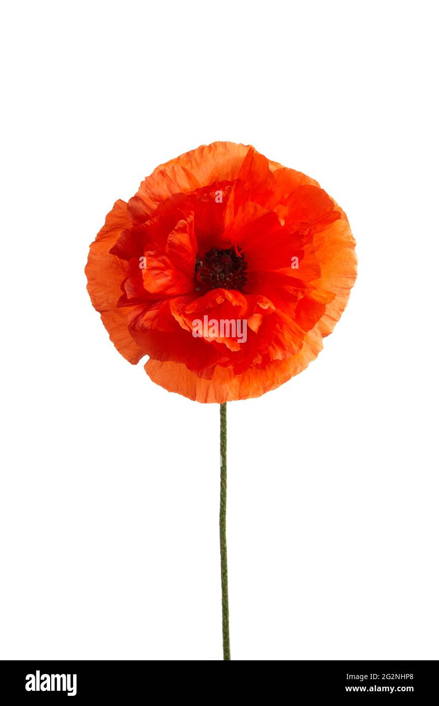 Bright red poppy flower isolated on white background Stock Photo - Alamy