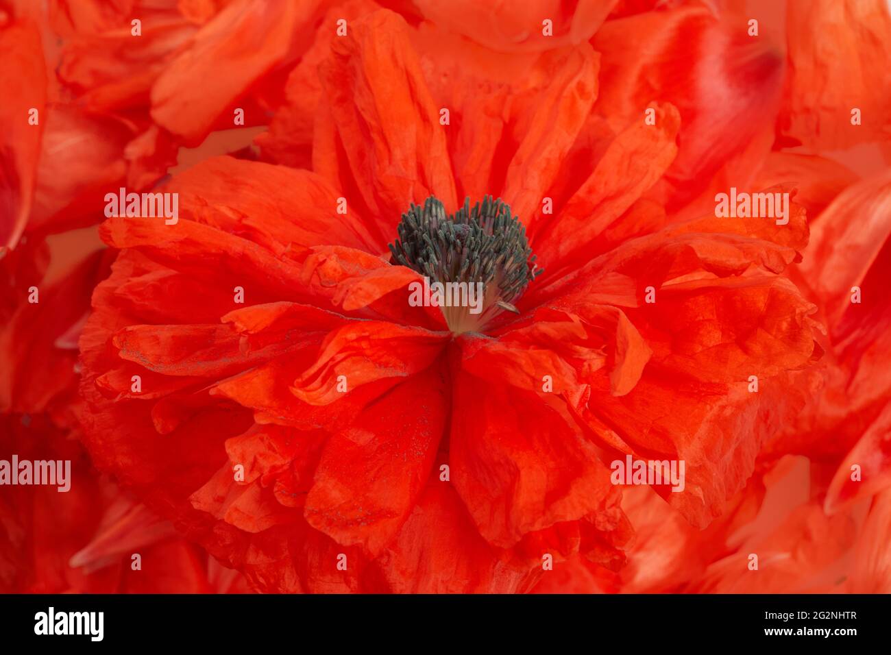 Bright red poppy flower background. Close up Stock Photo