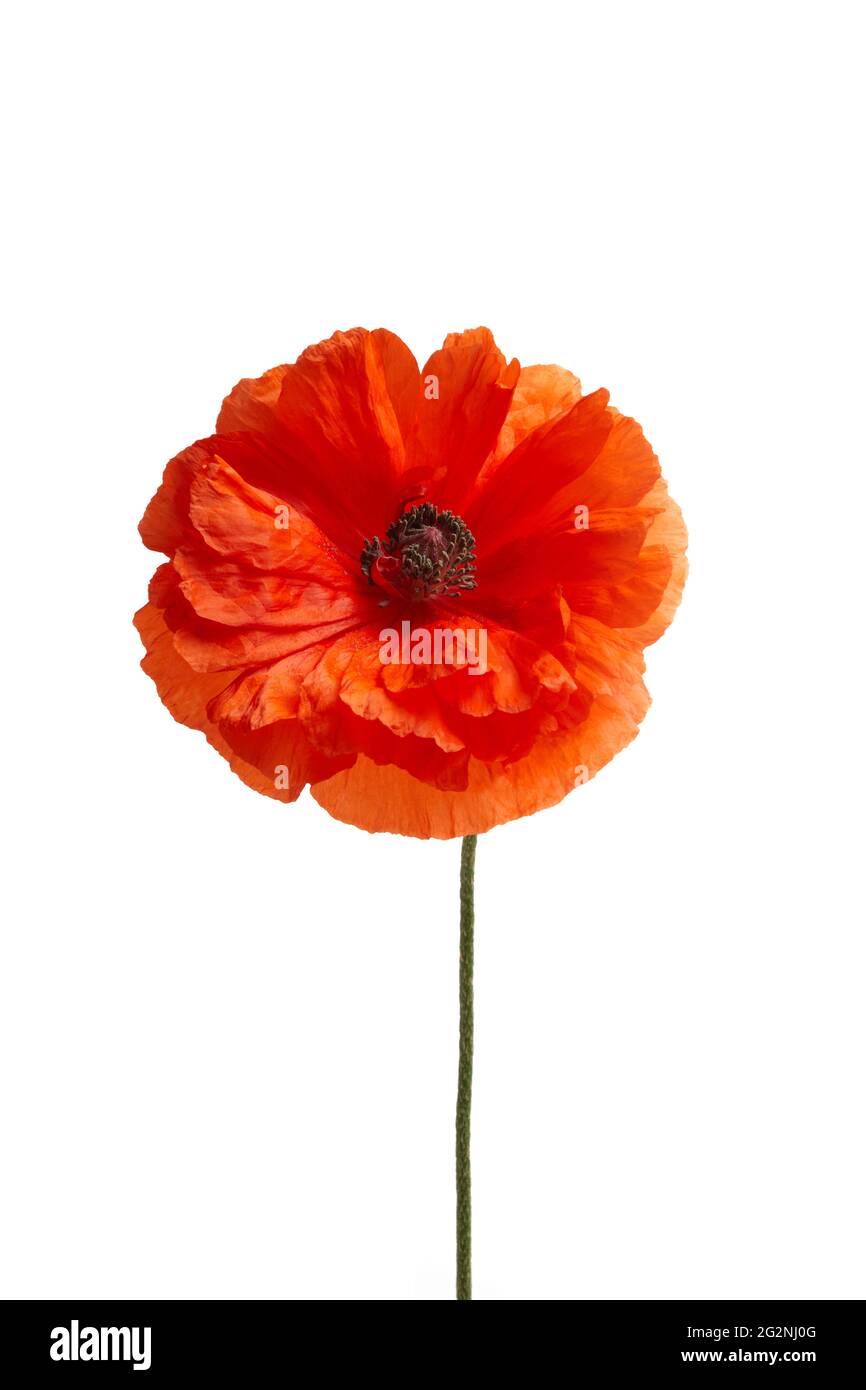 Bright red poppy flower isolated on white background. Stock Photo