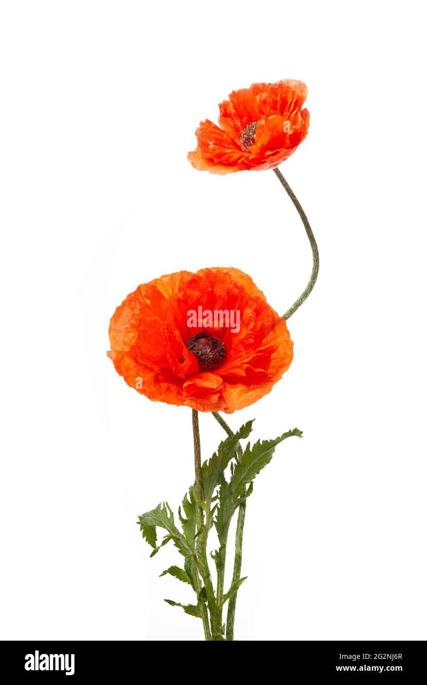 Bright red poppies flowers isolated on white background Stock Photo - Alamy