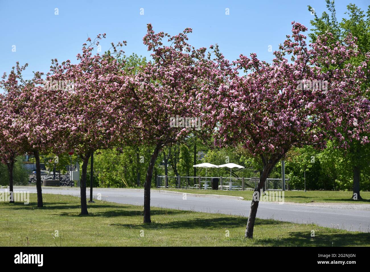 Apple Trees In Bloom High Resolution Stock Photography and Images - Alamy