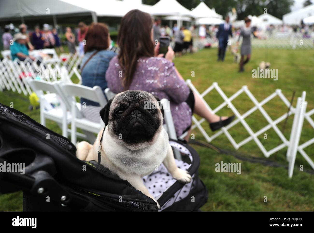 pug stroller