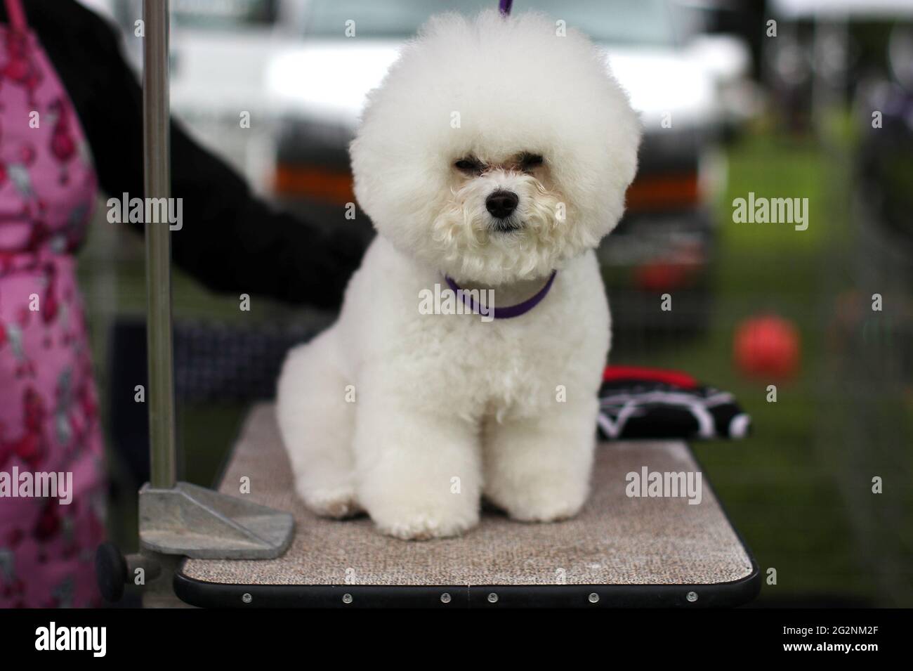 Lily Claire, a Bichon Frise dog, is groomed in the benching area before  judging at the 145th Westminster Kennel Club Dog Show at Lyndhurst Mansion  in Tarrytown, New York, U.S., June 12,