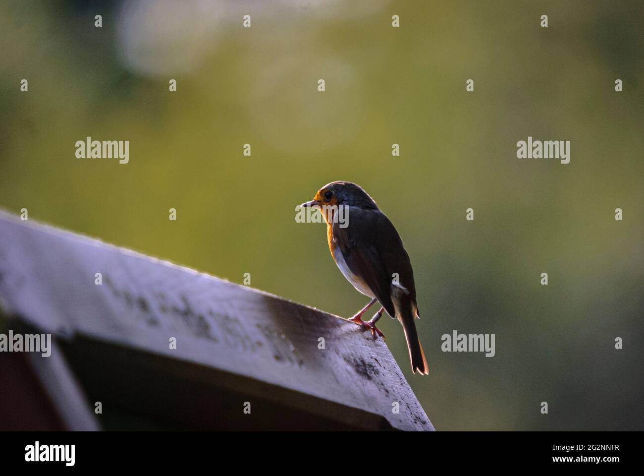 Backlit robin on fence hi-res stock photography and images - Alamy