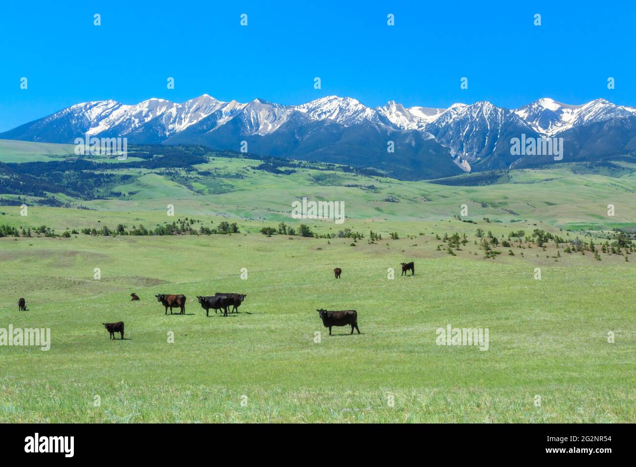 cattle in rangeland of foothills below the absaroka range near ...