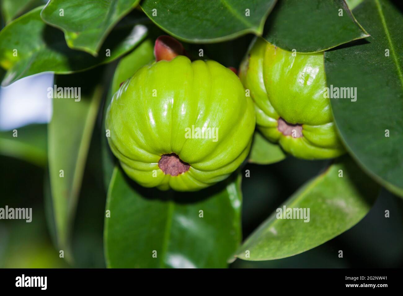 Garcinia atroviridis fresh fruit hanging from a tree in an orchard ...