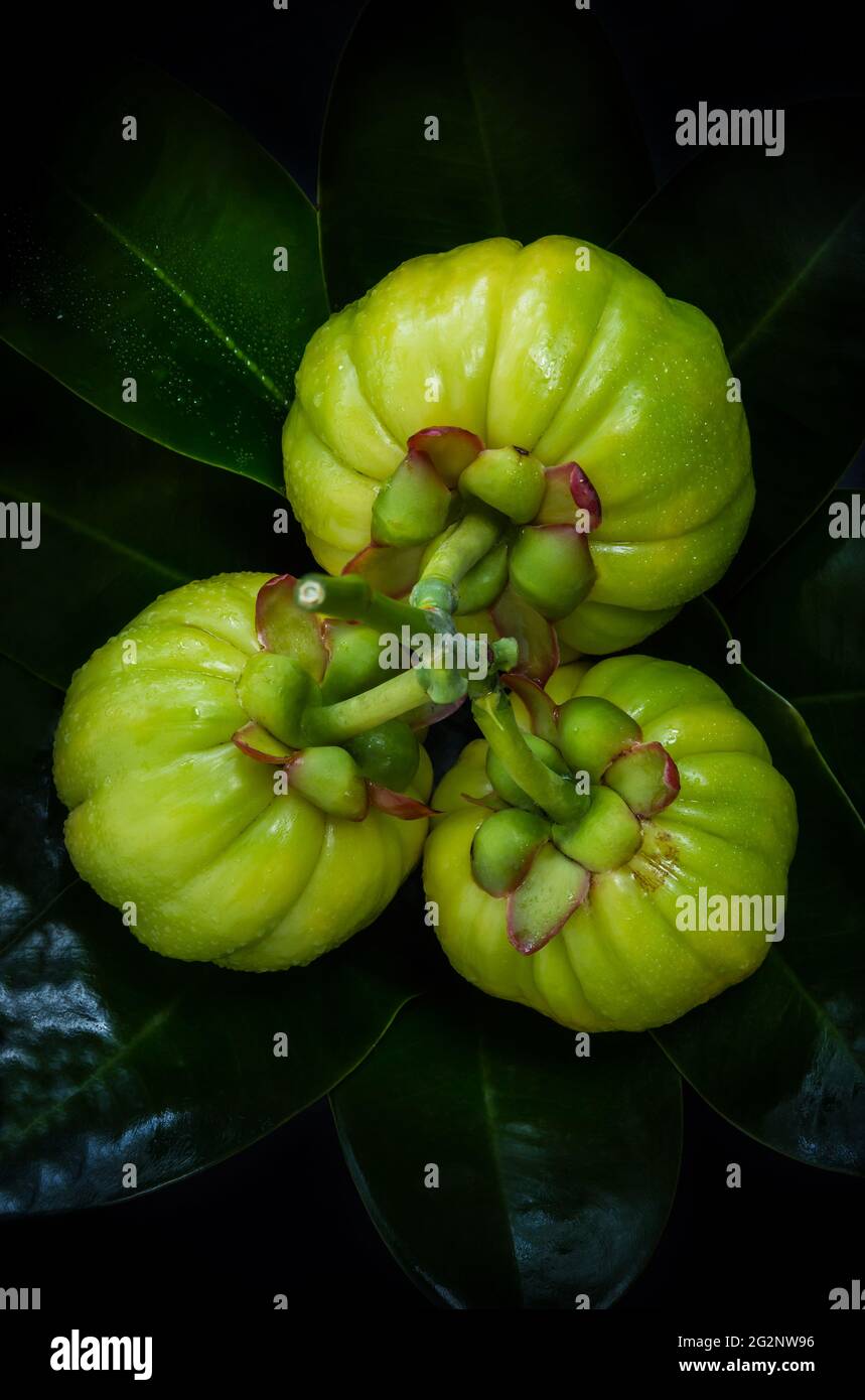 Top view. Closeup fresh garcinia cambogia fruit on leaves background. Garcinia atroviridis is a spice plants and hydroxy citric acids (HCA) for good h Stock Photo