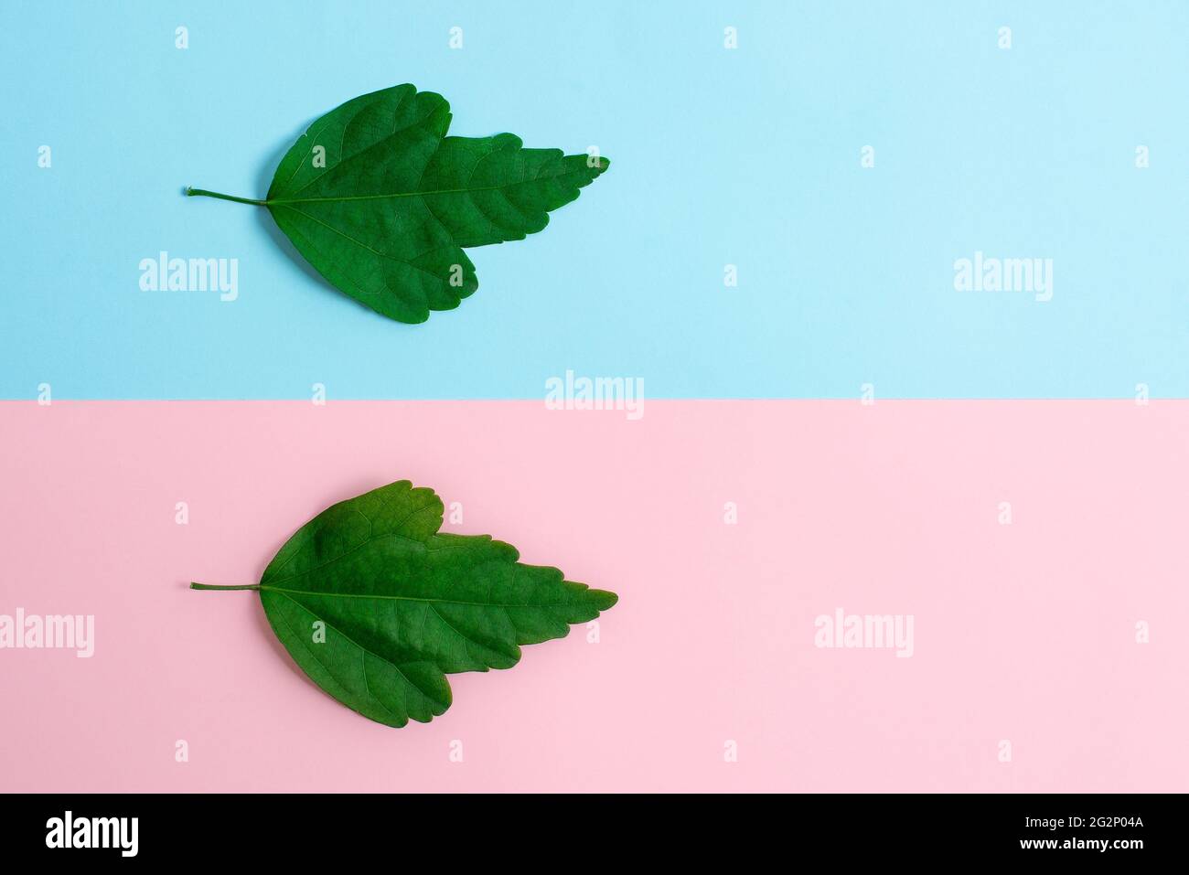 Two Objects Arranged Facing Inward Outward On a Separated Coloured ...