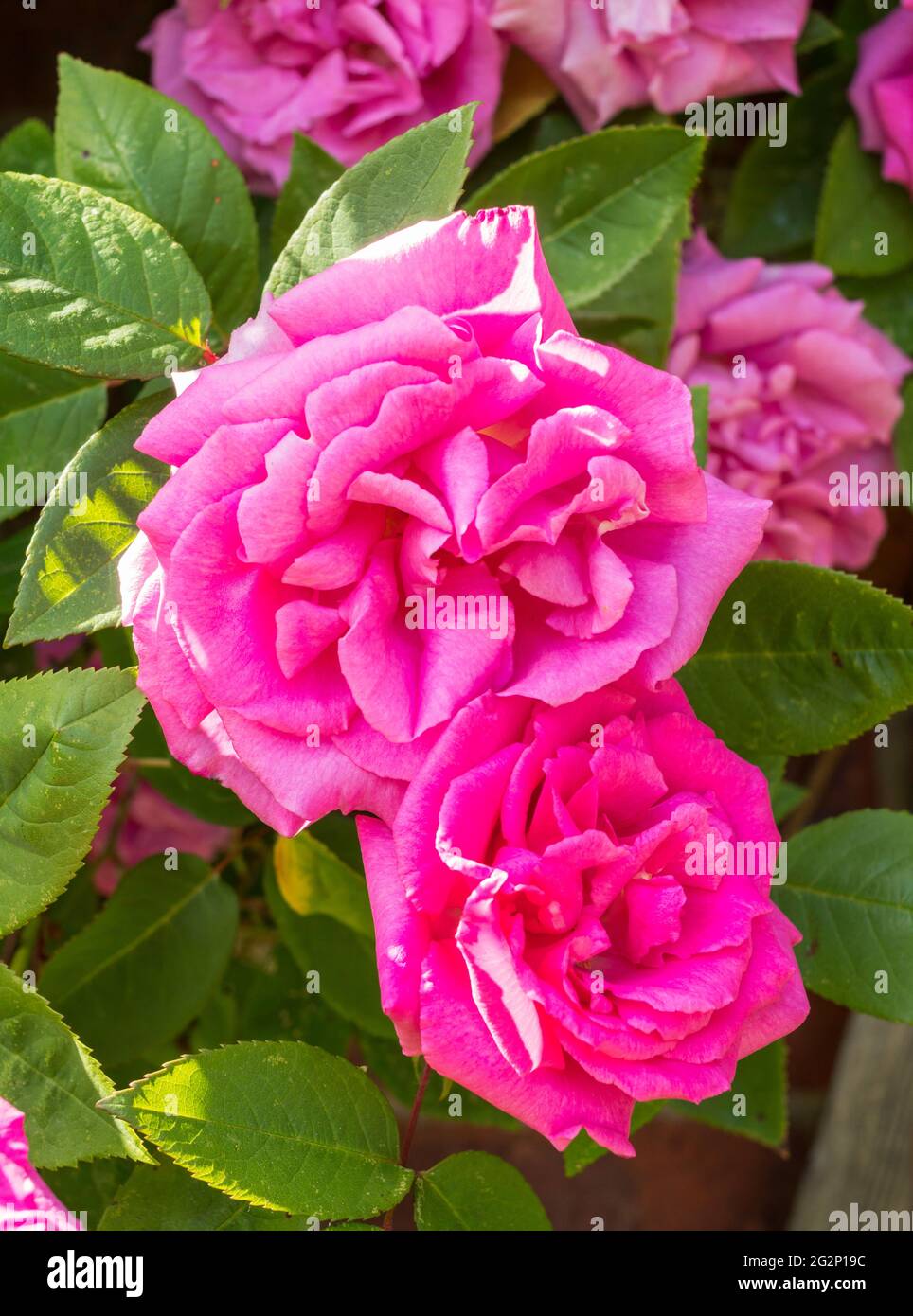 Flowers of the pink thornless climbing rose Zephirine Drouhin, England UK Stock Photo