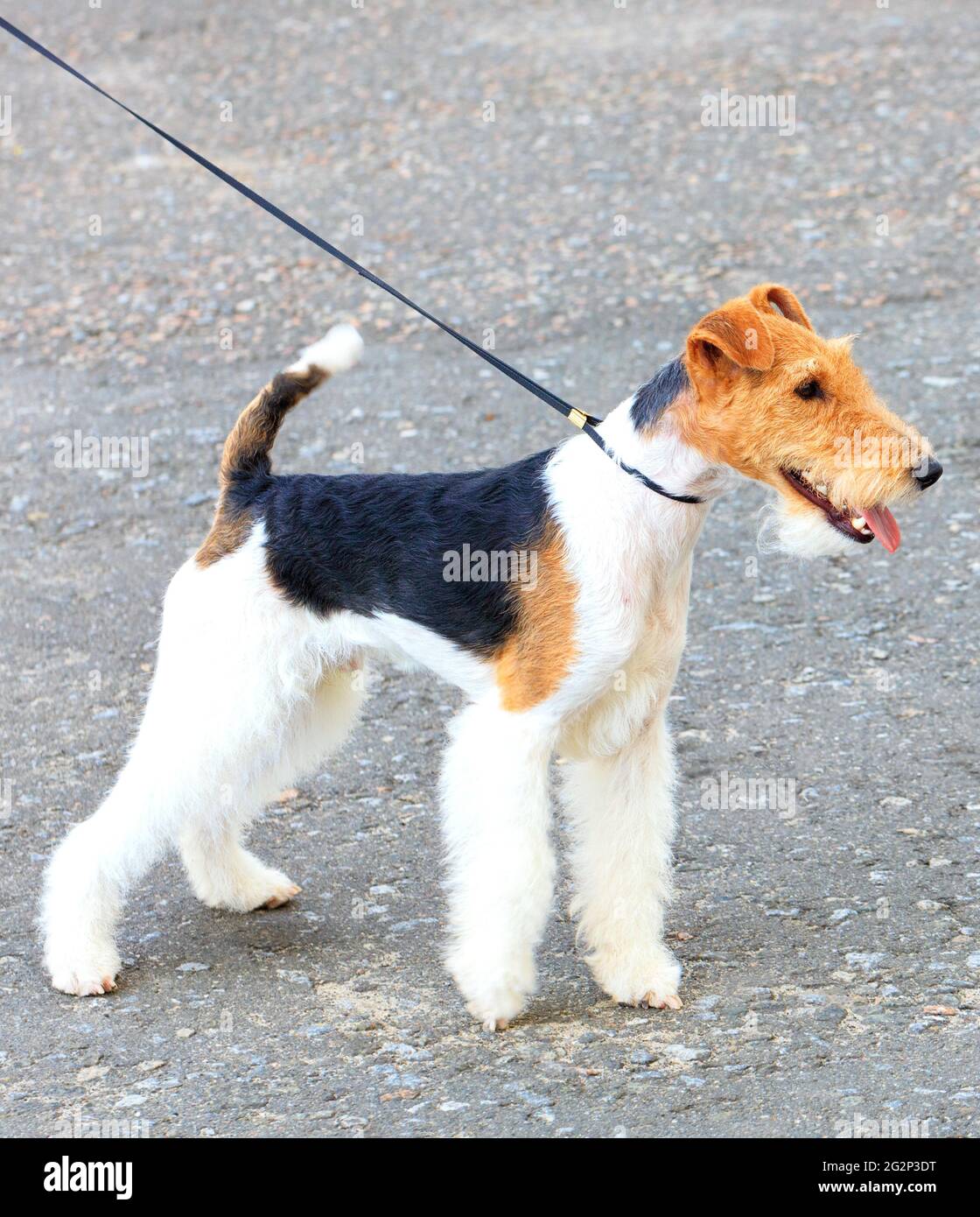 Wire-haired Fox Terrier on a thin leather leash on a sunny day. Close-up,  copy space Stock Photo - Alamy