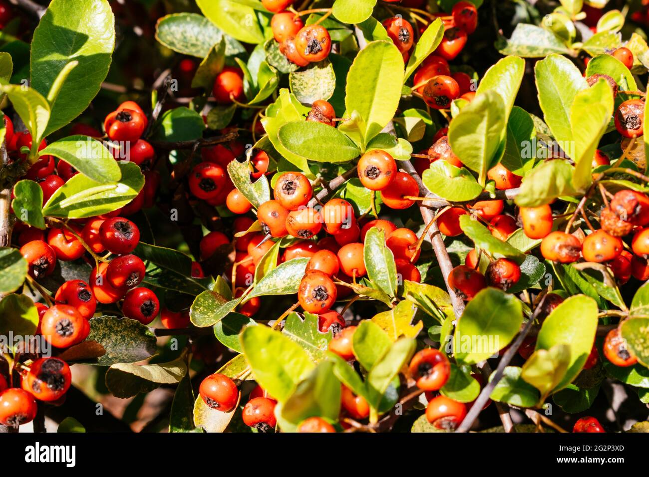 Crataegus, commonly called hawthorn, quickthorn, thornapple, May-tree, whitethorn,or hawberry, is a genus of several hundred species of shrubs and tre Stock Photo
