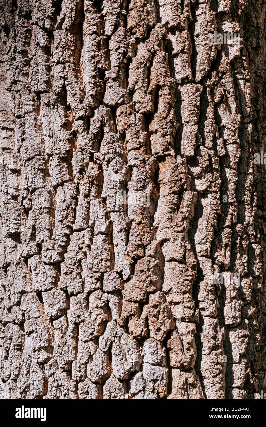 The tree trunk. Fraxinus angustifolia. Fraxinus, English name ash, is a genus of flowering plants in the olive and lilac family, Oleaceae. It contains Stock Photo
