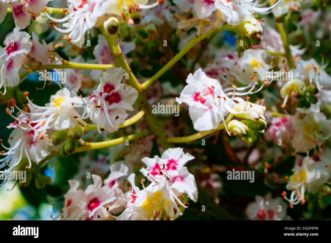 Detail of the inflorescences. Huingan, Schinus polygamus. Schinus polygama, the Hardee peppertree or Chilean pepper tree, is a species of plant in the Stock Photo