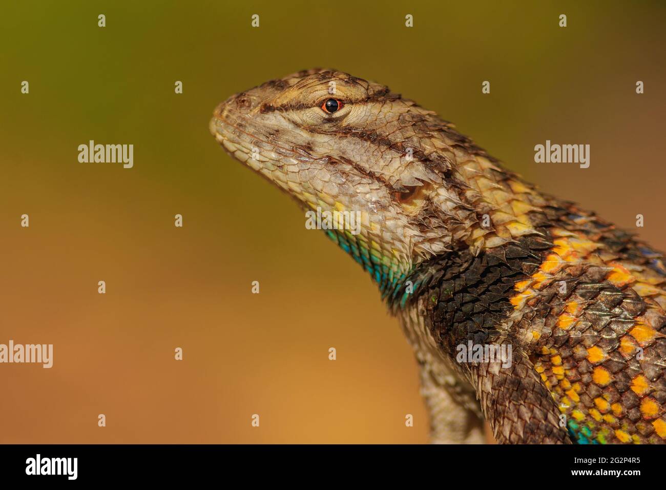 A portrait of a Desert Spiny Lizard. Stock Photo