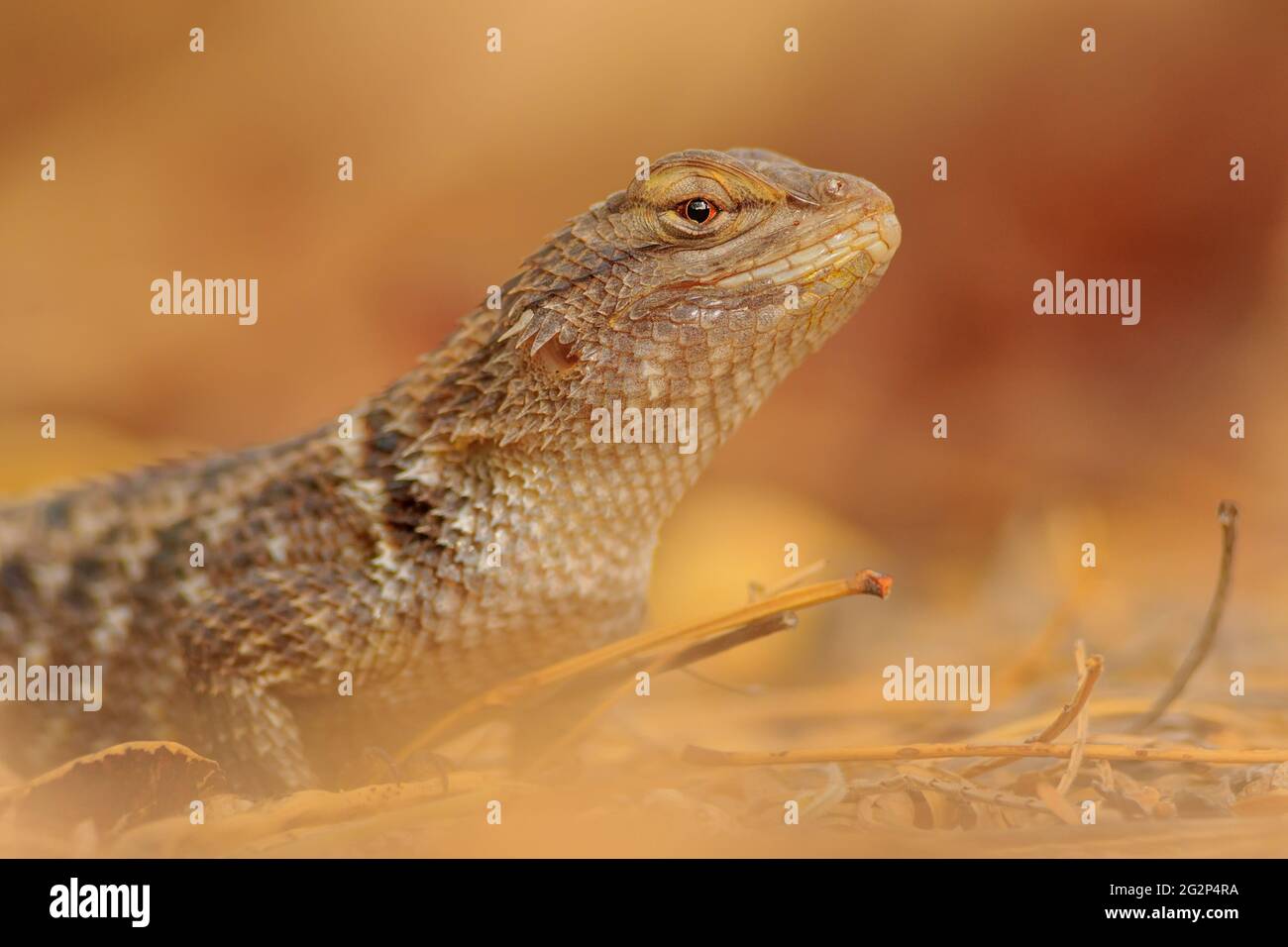 A portrait of a Desert Spiny Lizard. Stock Photo