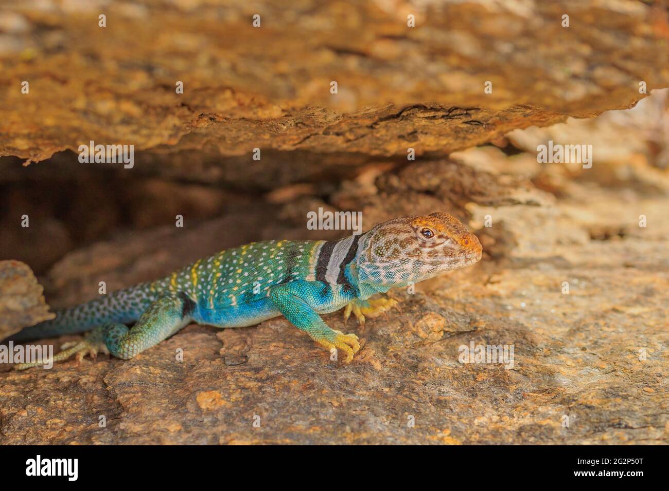 Eastern Collared Lizard Care