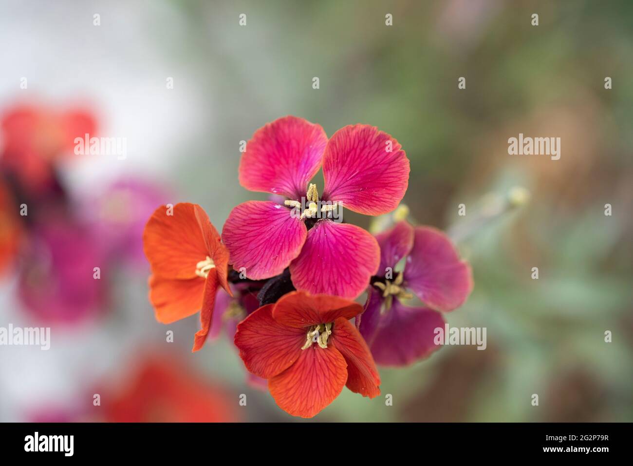 Coseup of Erysimum (common name Wallflower) 'Red Jep' are flowering plants from the family Brassicaceae with 4 petalled flowers. Austria Stock Photo