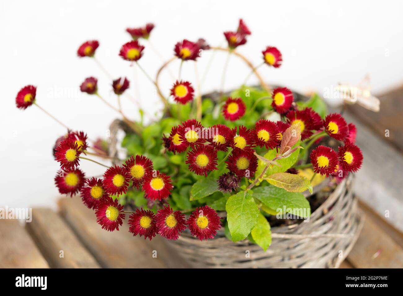 Red Tasso Bellis (bellis perennis) with pom pom like flowers, also known as the English Daisy, flowering in a wicker basket flower pot in Austria Stock Photo