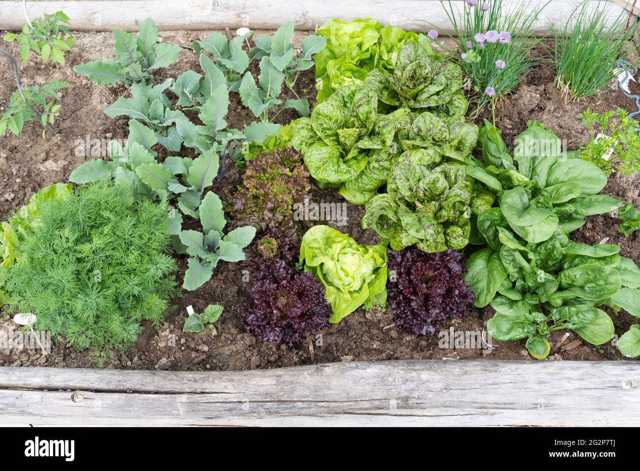 Herbs and vegetables - kohlrabi, lettuce, spinach and chives - growing in a wooden vegetable / herb garden planter Stock Photo