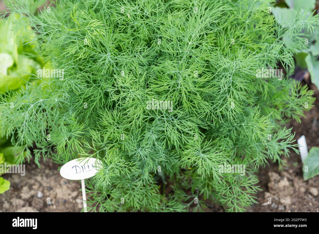 Dill (Anethum graveolens) is an annual herb in the celery family Apiaceae. It is the only species in the genus Anethum. Growing in a herb garden Stock Photo