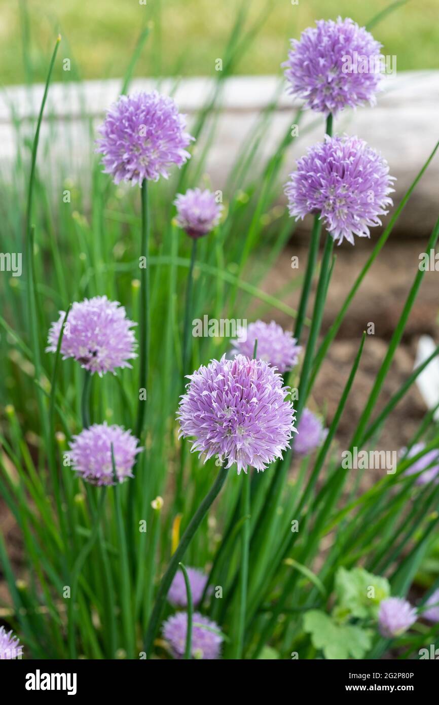 Chives, scientific name Allium schoenoprasum, is a species of flowering plant in the family Amaryllidaceae that produces edible leaves and flowers. UK Stock Photo