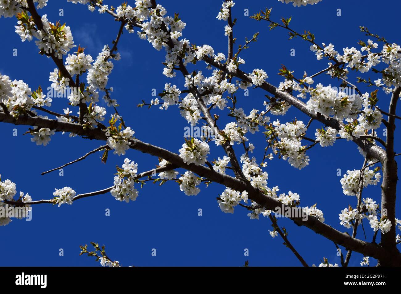 Blooming Sakura Cherry Tree With White Flowers On A Blue Sky Background Spring Pink Bloom