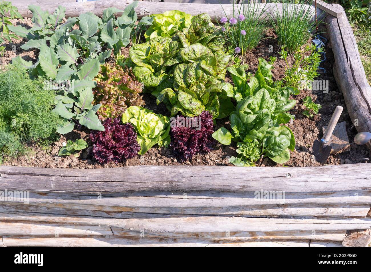 Herbs and vegetables - kohlrabi, lettuce, spinach and chives - growing in a wooden vegetable / herb garden planter Stock Photo