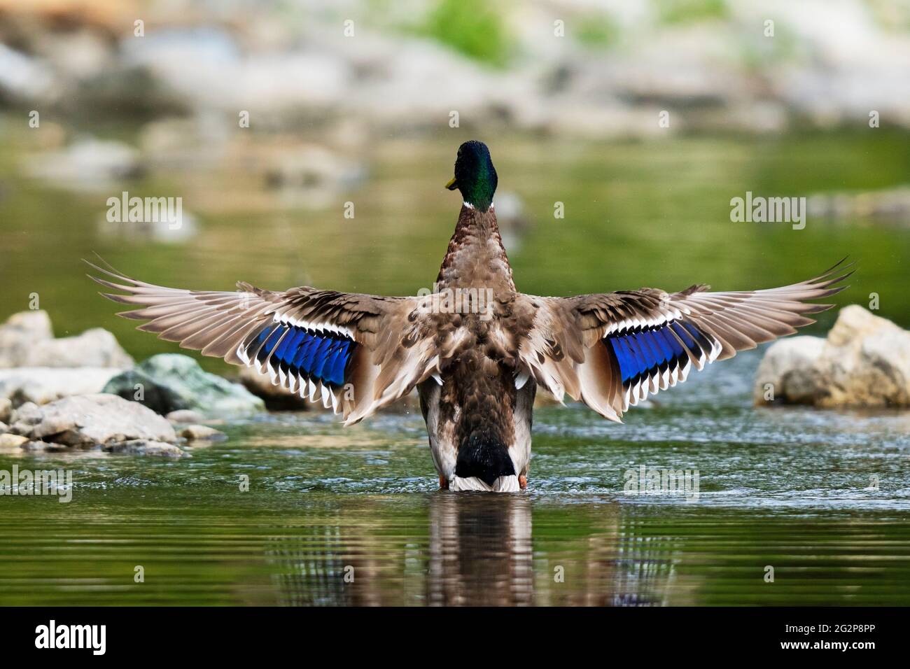 Rear view of a Male Mallard Duck, Mallard Drake Stock Photo