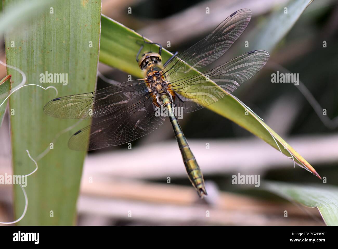 Closeup shot of a green dragonfly on a leaf Stock Photo - Alamy