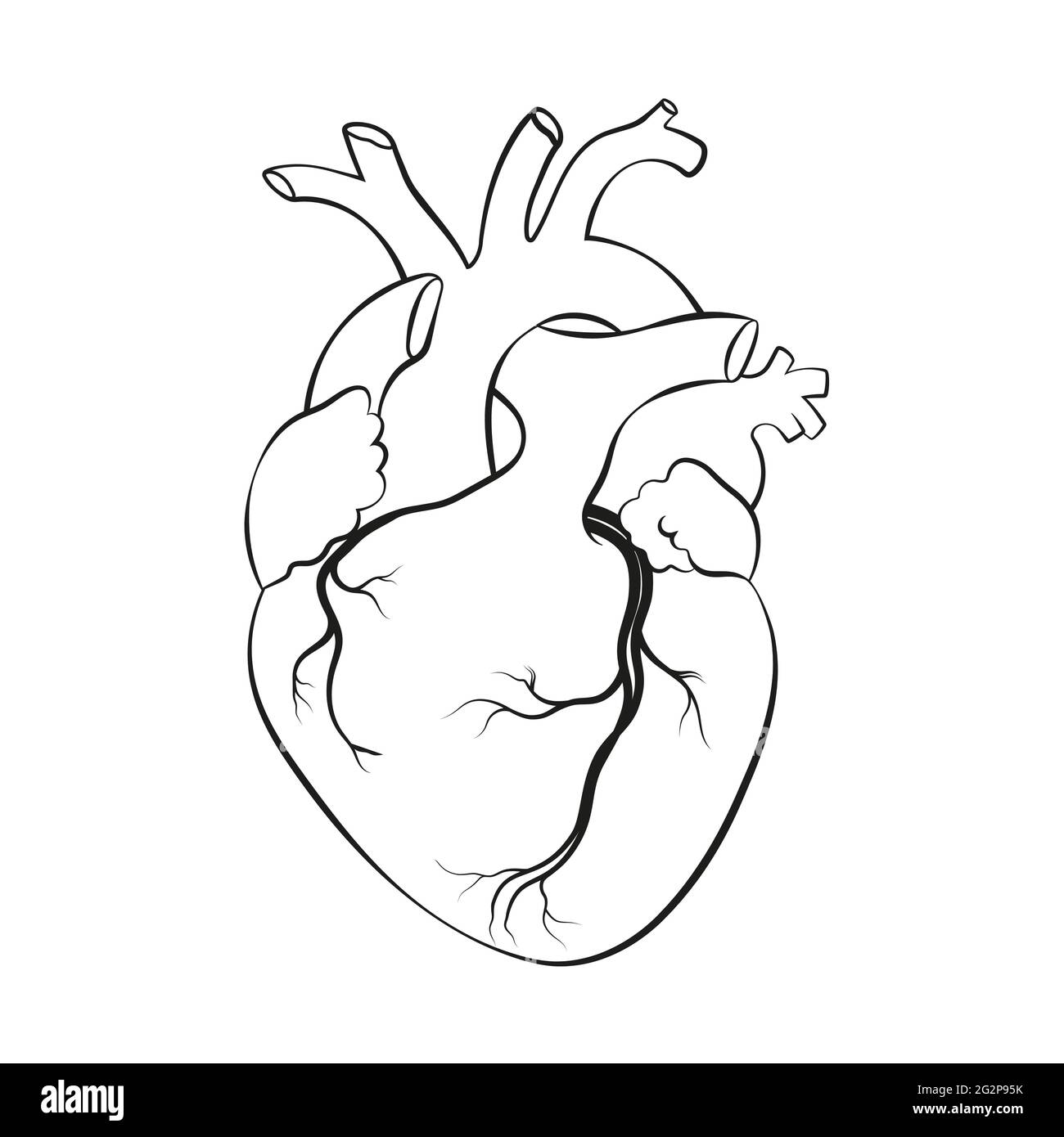 Линии сердца анатомия