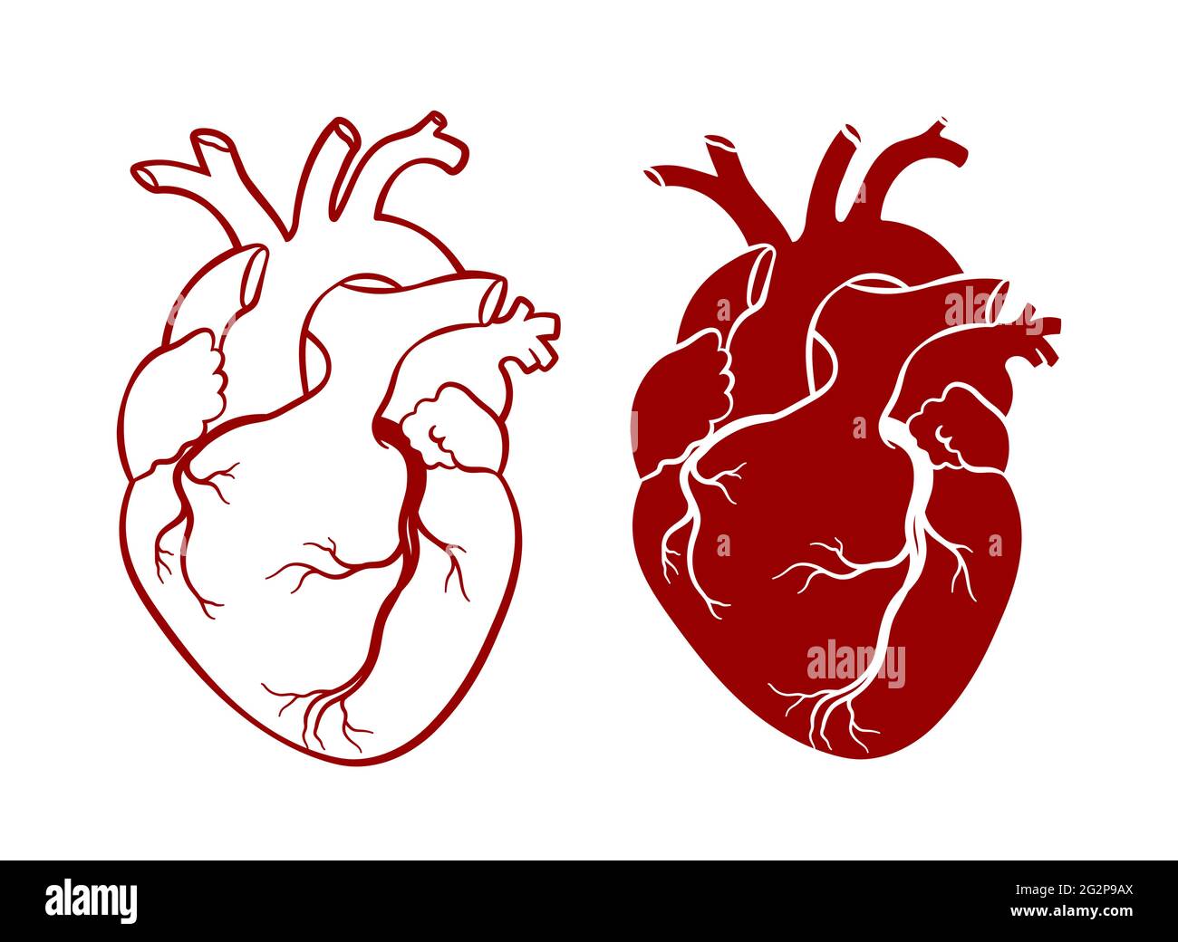 Human heart. Anatomical realistic heart, line art, vector illustration. Stock Vector