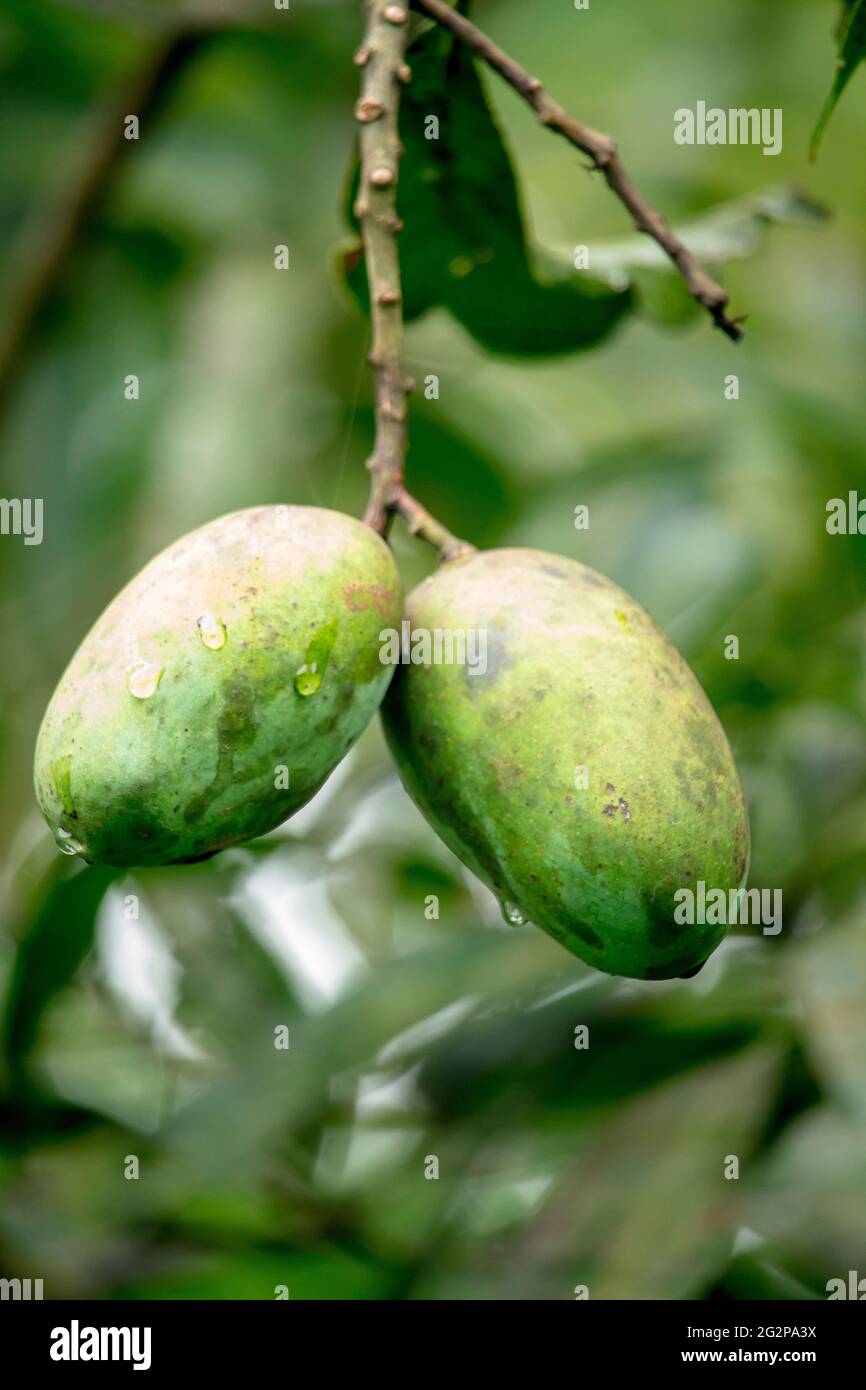 Two raw mangoes are hanging on the tree Stock Photo